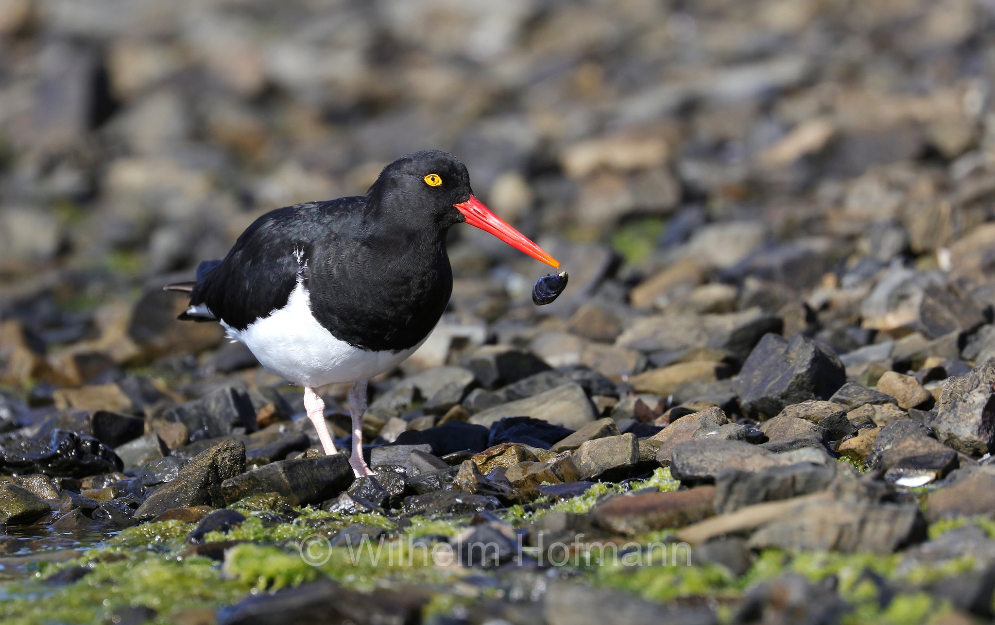 Magellanic oystercatcher, Feuerland-Austernfischer, Magellanausternfischer, beccaccia di mare di Magellano, Haematopus leucopodus, East Falkland, Ostfalkland, Falkland Orientale, Isla Soledad, Falkland Islands, Falklandinseln, Isole Falkland
