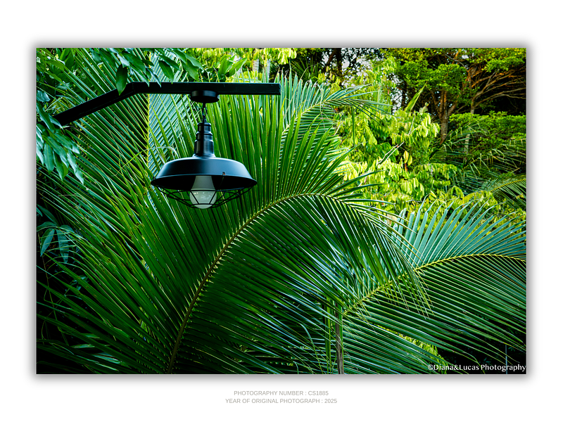 THE ONE - WILDLIFE & NATURE - "Lost in the Canopy" - LIMITED EDITION 5 of 5