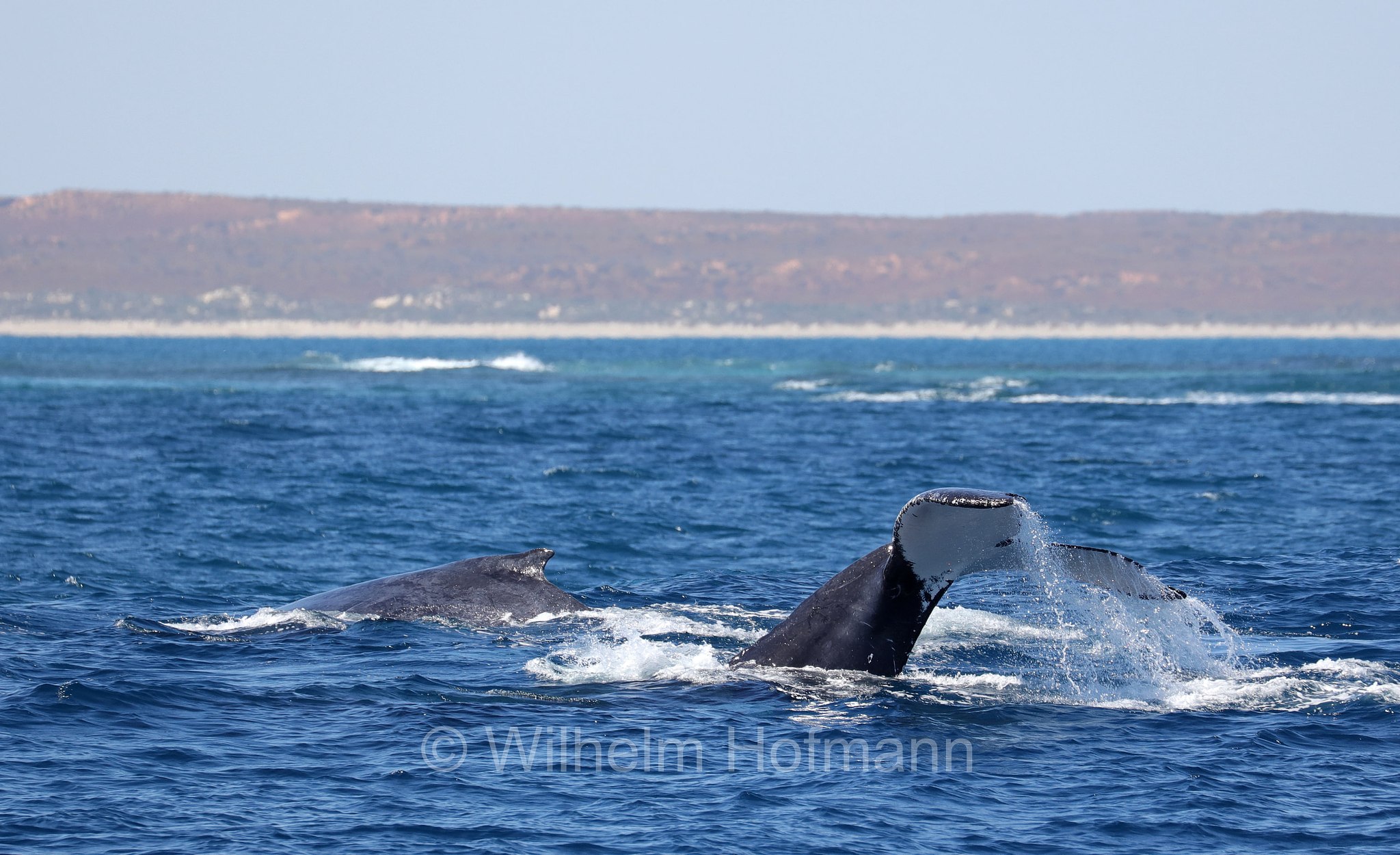 Humpback Whale, Buckelwal, megattera, Megaptera novaeangliae, Ningaloo Coast, Ningaloo Marine Park, Ningaloo Commonwealth Marine Reserve, Costa di Ningaloo, Western Australia, Westaustralien, Australia Occidentale, Australia, Australien