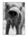 COLLECTION - GIANTS OF THE LAND VERTICAL - "The Tip" - LIMITED EDITION 10 of 10