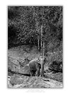 COLLECTION - GIANTS OF THE LAND VERTICAL - "One in the Landscape" - LIMITED EDITION 10 of 10