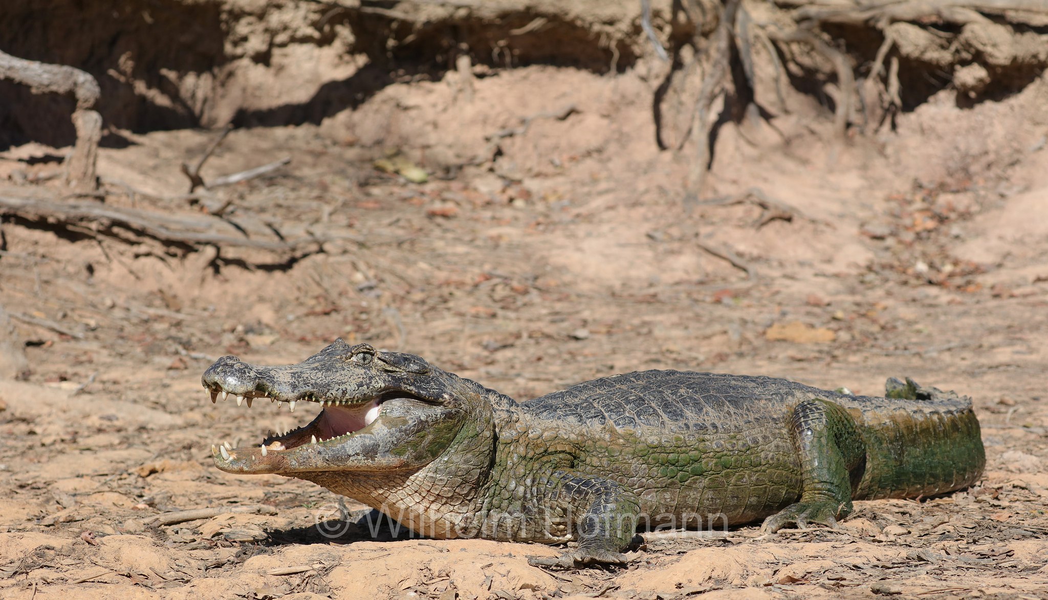 yacare caiman, jacare caiman, Paraguayan caiman, piranha caiman, red caiman, southern spectacled caiman, Brillenkaiman, caimano jacarè, Caiman yacare, Pantanal, Mato Grosso, Brazil, Brasil, Brasile, Brasilien