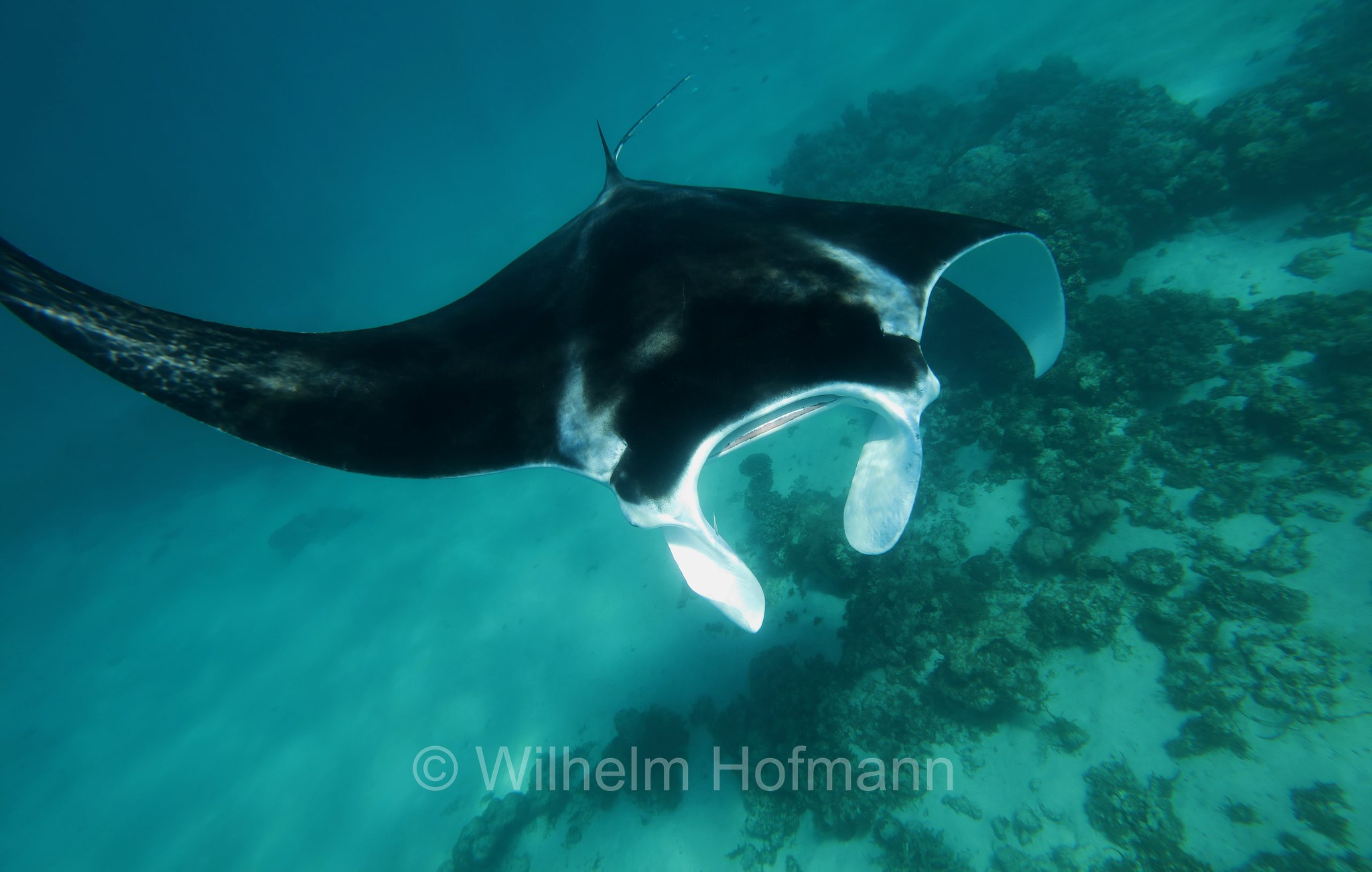 reef manta ray, Riffmanta, manta della barriera corallina, Mobula alfredi, Manta alfredi, Ningaloo Coast, Ningaloo Marine Park, Ningaloo Commonwealth Marine Reserve, Costa di Ningaloo, Western Australia, Westaustralien, Australia Occidentale, Australia, Australien