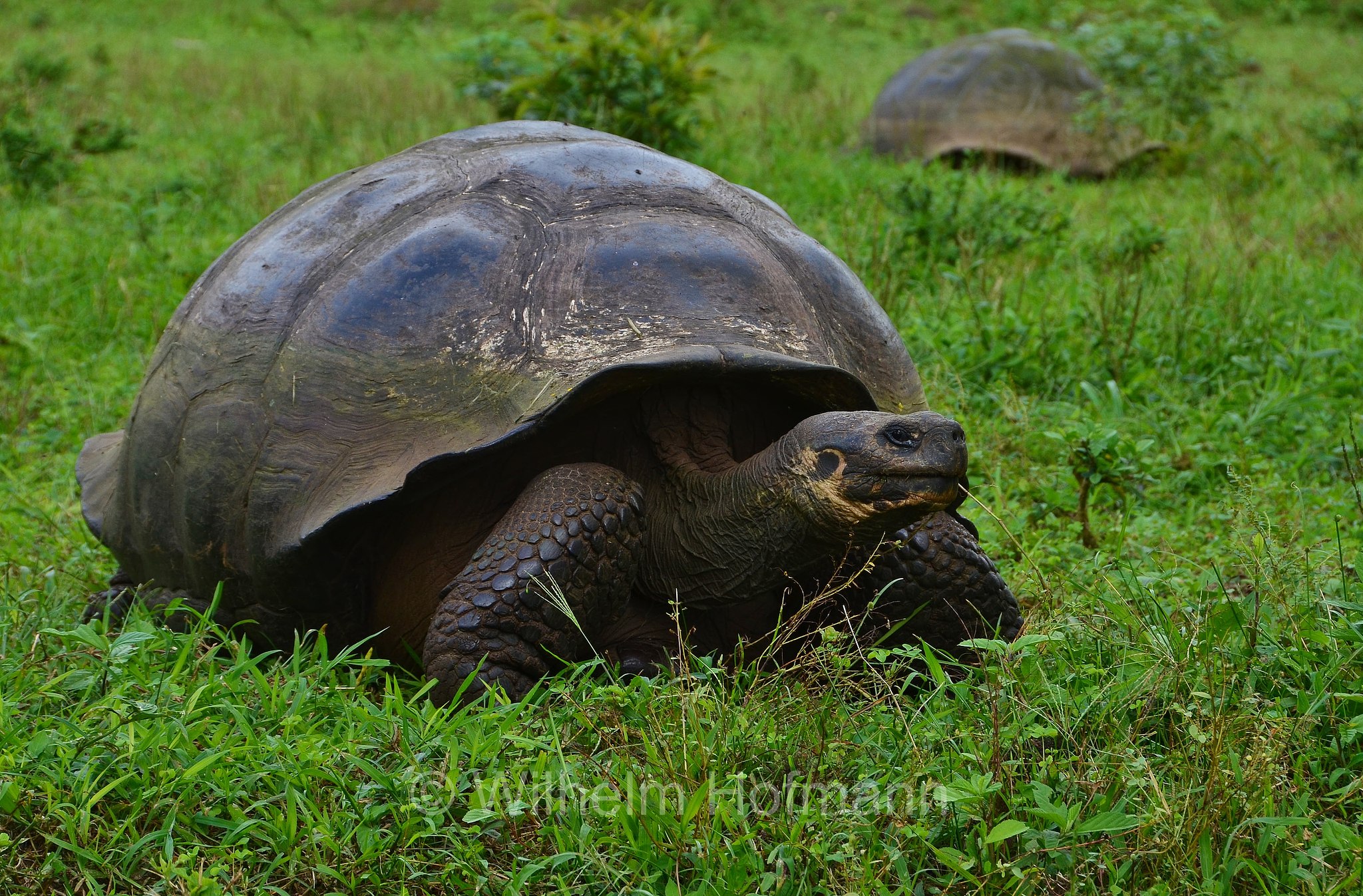 Galápagos tortoise, Galápagos giant tortoise, Galapagos-Riesenschildkröte, tartaruga delle Galapagos, Chelonoidis niger, Santa Cruz, Galapagos, Ecuador