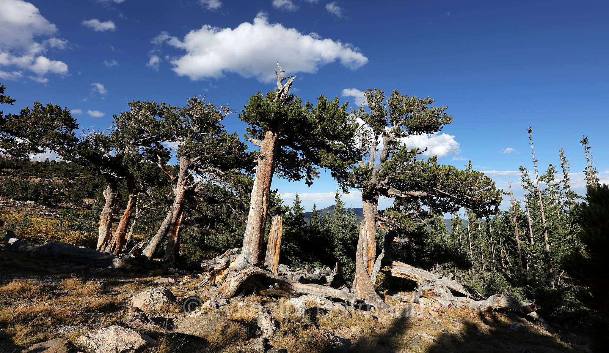 Pinus aristata, Rocky Mountain bristlecone pine, Colorado bristlecone pine, Grannen-Kiefer, Mount Goliath Natural Area, Mount Blue Sky, Colorado, USA