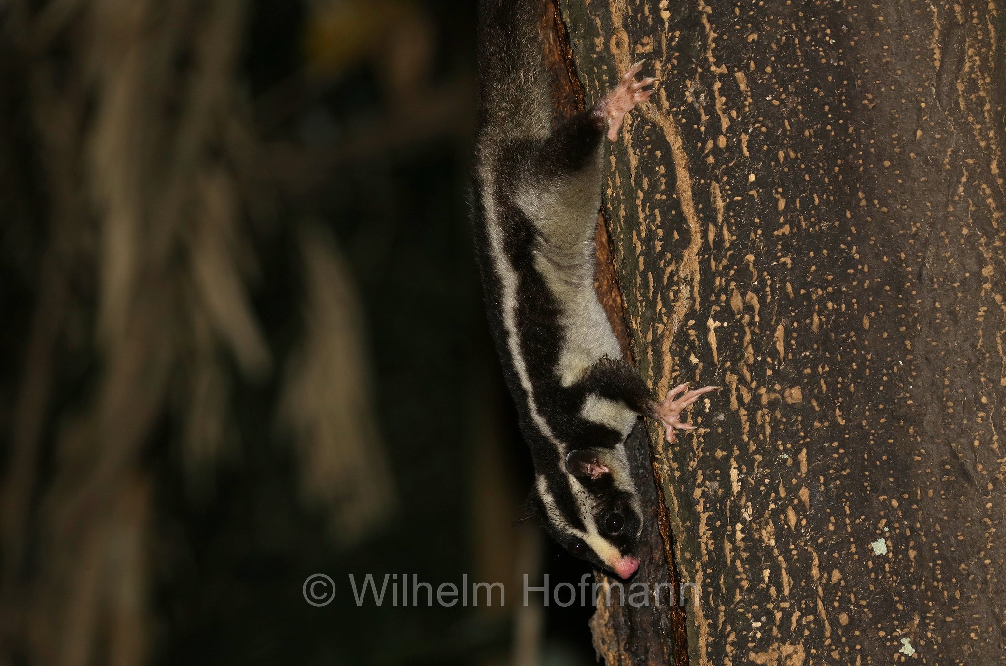 Dactylopsila trivirgata, striped possum, common striped possum, Großer Streifenbeutler, opossum striato grande, Crater Lakes National Park, Crater-Lakes-Nationalpark, Queensland, Australia, Australien