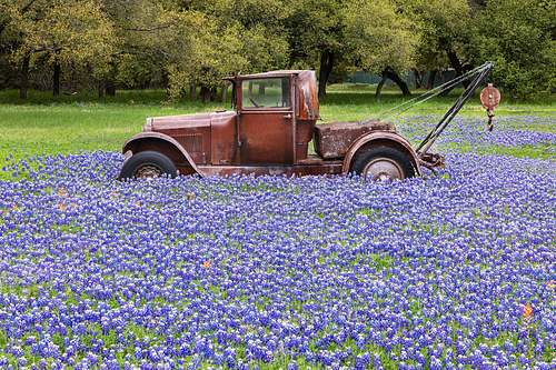 A rusted vintage tow truck parked in a vast field of vibrant bluebonnets in the Texas Hill Country.