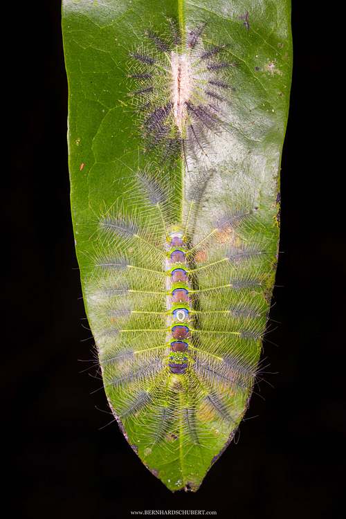 Dophla evelina - Redspot duke