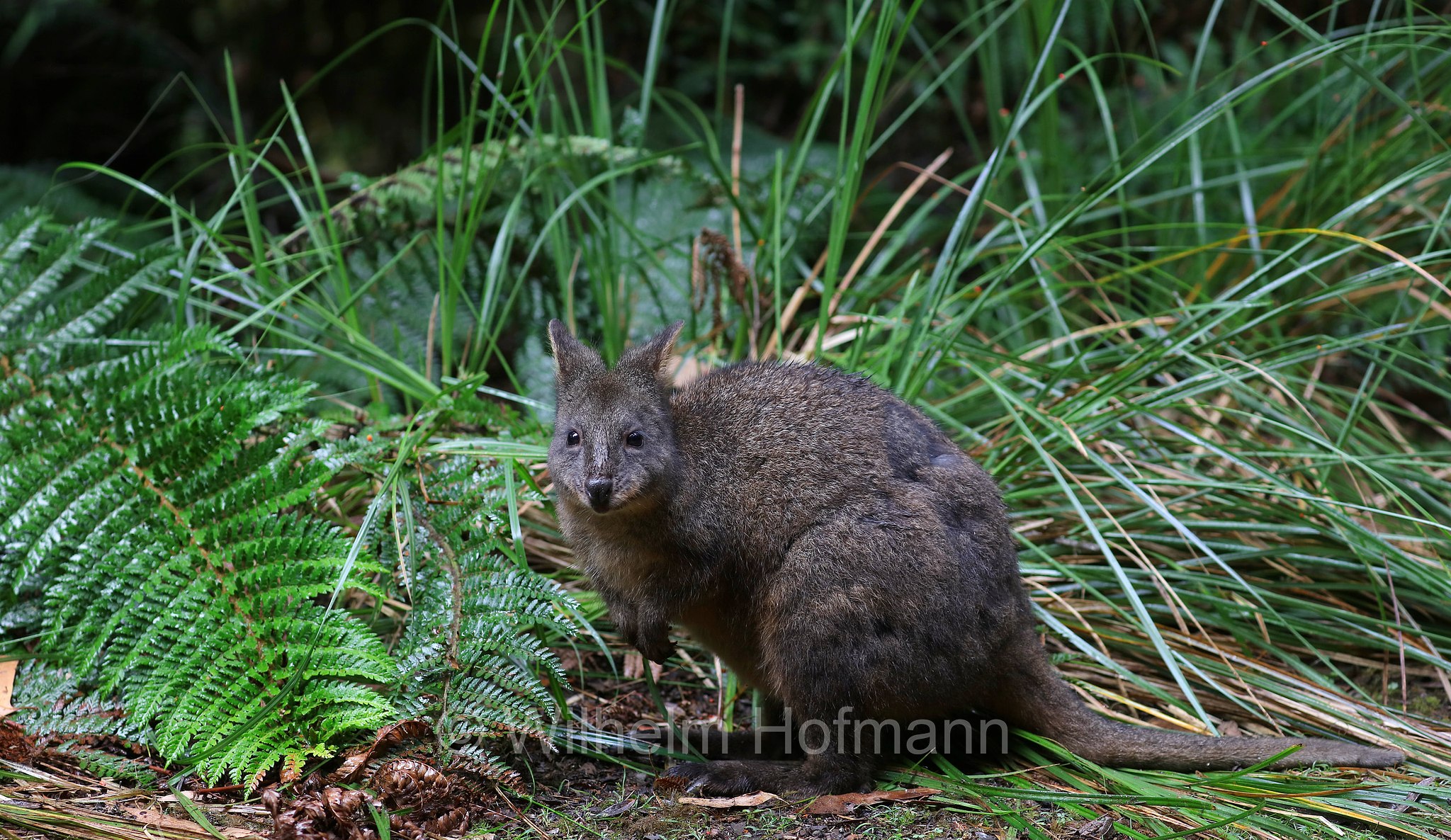 Tasmanian pademelon, rufous-bellied pademelon, red-bellied pademelon, Rotbauchfilander, pademelon della Tasmania, pademelon dal ventre rossiccio, pademelon dal ventre rosso, Thylogale billardierii, Fern Glade Platypus Reserve, Tasmania, Tasmanien, Australia, Australien