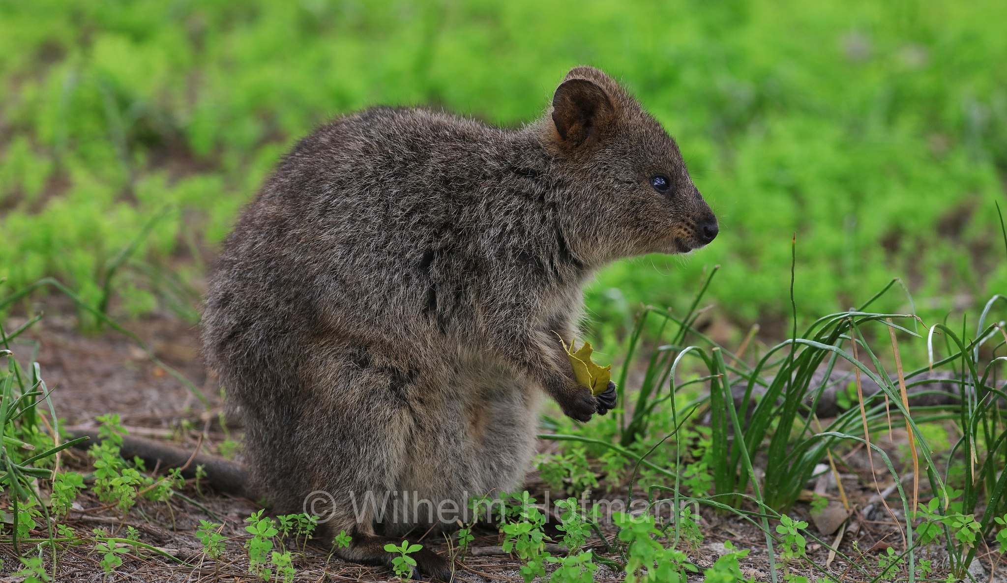 Setonix brachyurus, quokka, Quokka, Kurzschwanzkänguru, Rottnest Island, Rotto, Wadjemup, Isola Rottnest, Western Australia, Westaustralien, Australia Occidentale, Australia, Australien