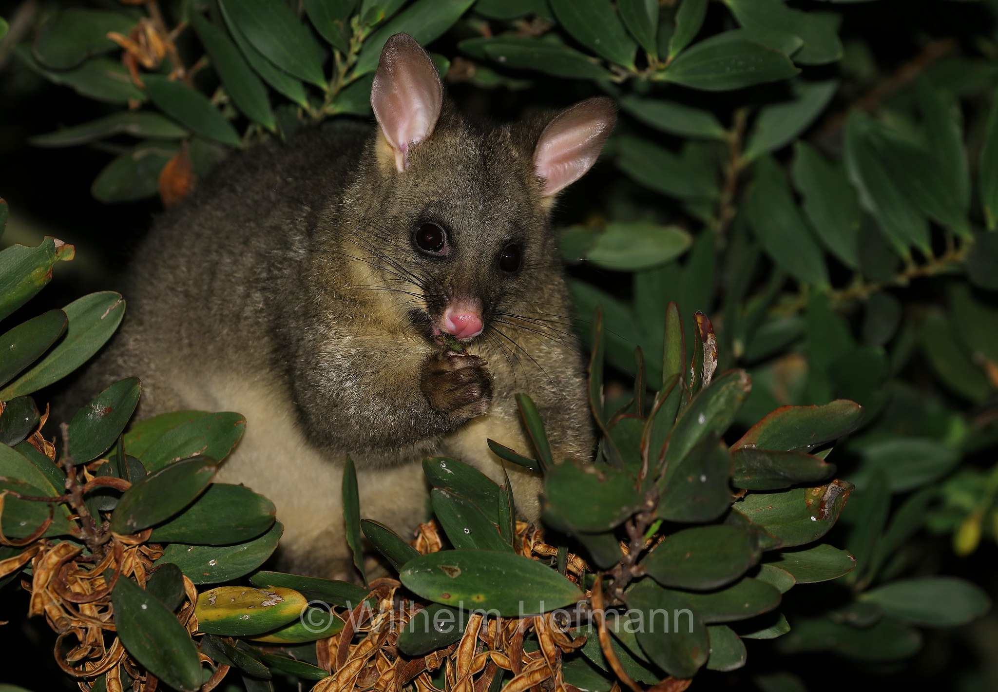 common brushtail possum, Fuchskusu, tricosuro volpino, Trichosurus vulpecula, Narawntapu National Park, Narawntapu-Nationalpark, parco nazionale Narawntapu, Tasmania, Tasmanien, Australia, Austalien