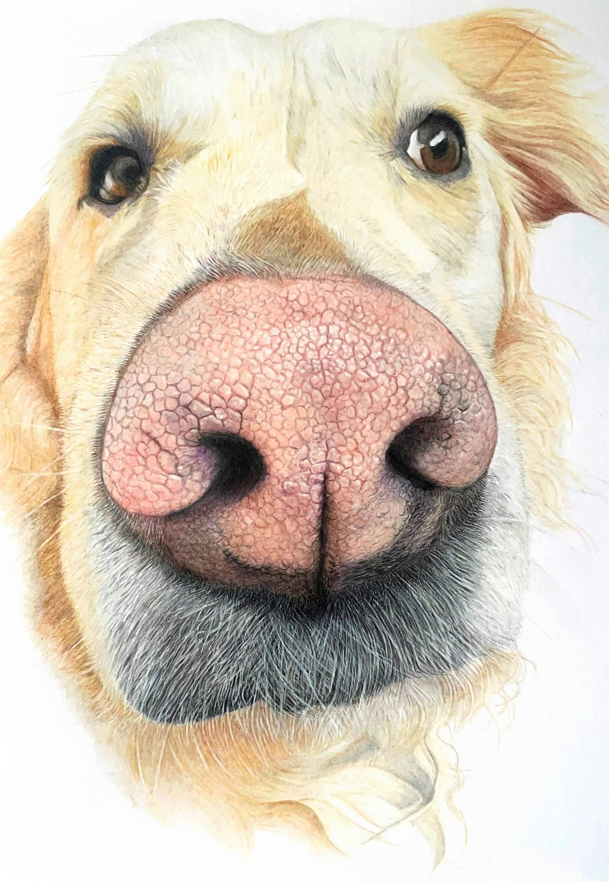 Boop!! Dog nose art, Boop Colour pencil fine art drawing close up study of golden Labrador retriever nose and face with white background