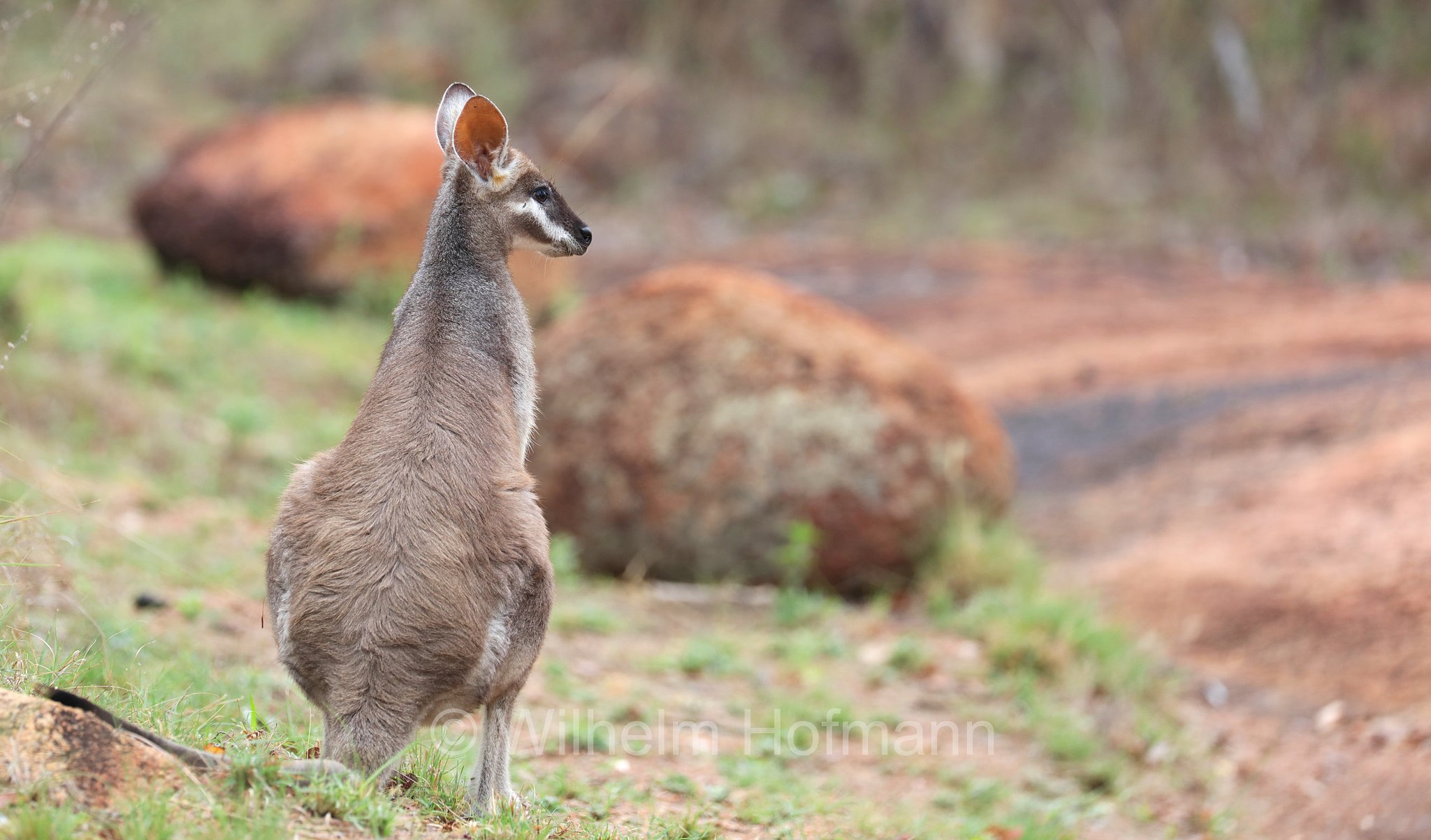 Notamacropus parryi, whiptail wallaby, pretty-faced wallaby, Hübschgesichtwallaby, wallaby di Parry, Bluff Walk, Undara Volcanic National Park, Undara-Volcanic-Nationalpark, parco nazionale Undara Volcanic, Queensland, Australia, Australien