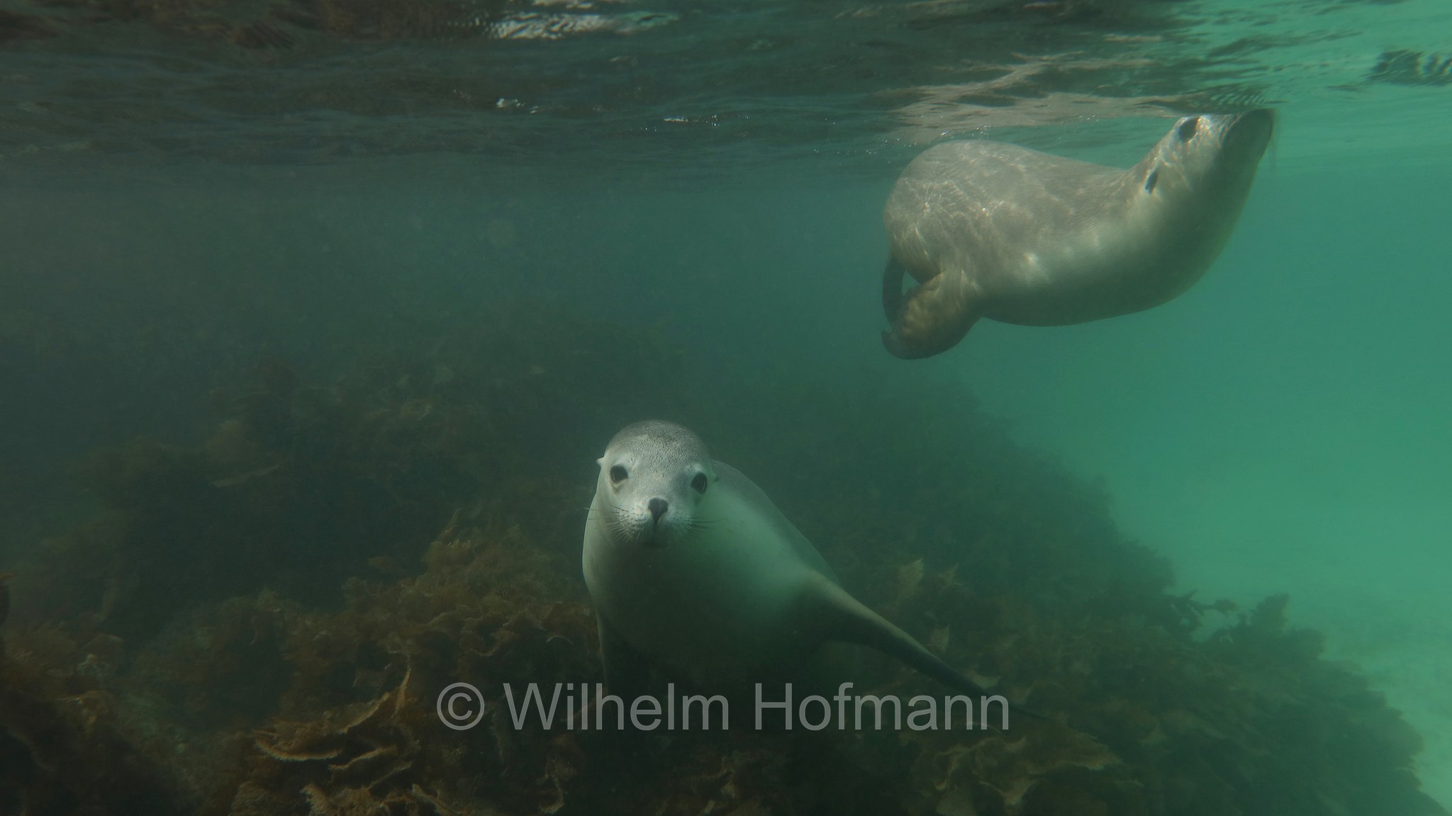 Australian sea lion, Australian sea-lion, Australian sealion, Australischer Seelöwe, leone marino australiano, Neophoca cinerea, Memory Cove, Lincoln National Park, Lincoln-Nationalpark, parco nazionale Lincoln, Eyre Peninsula, Eyre-Halbinsel, Penisola di Eyre, South Australia, Südaustralien, Australia Meridionale, Australia, Australien