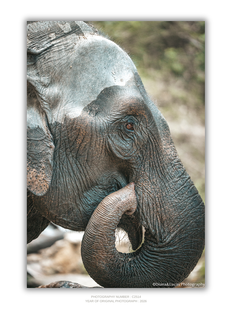 THE ONE - WILDLIFE & NATURE - "The Quiet Moment" - LIMITED EDITION 3 of 5