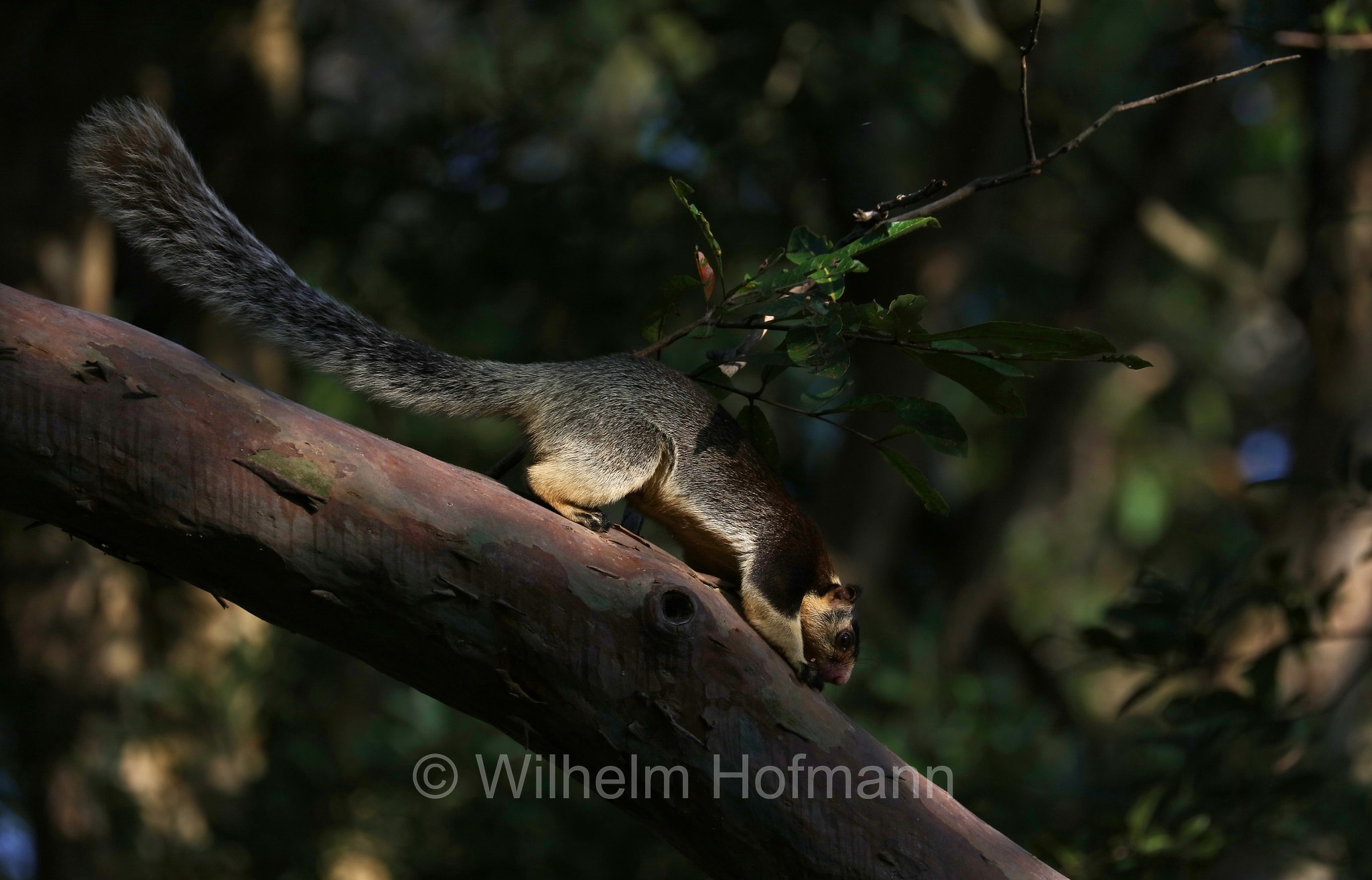 grizzled giant squirrel, Sri-Lanka-Riesenhörnchen, scoiattolo gigante dello Sri Lanka, Ratufa macroura, Udawalawe, Udawalawa, Sri Lanka