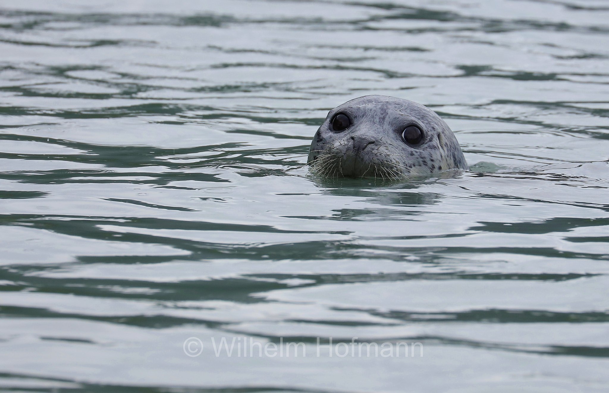 Phoca vitulina, harbor seal, harbour seal, common seal, Seehund, foca comune, Solomon Gulch Hatchery, Valdez, ﻿Prince William Sound, Prinz-William-Sund, Stretto di Prince William, Alaska, USA