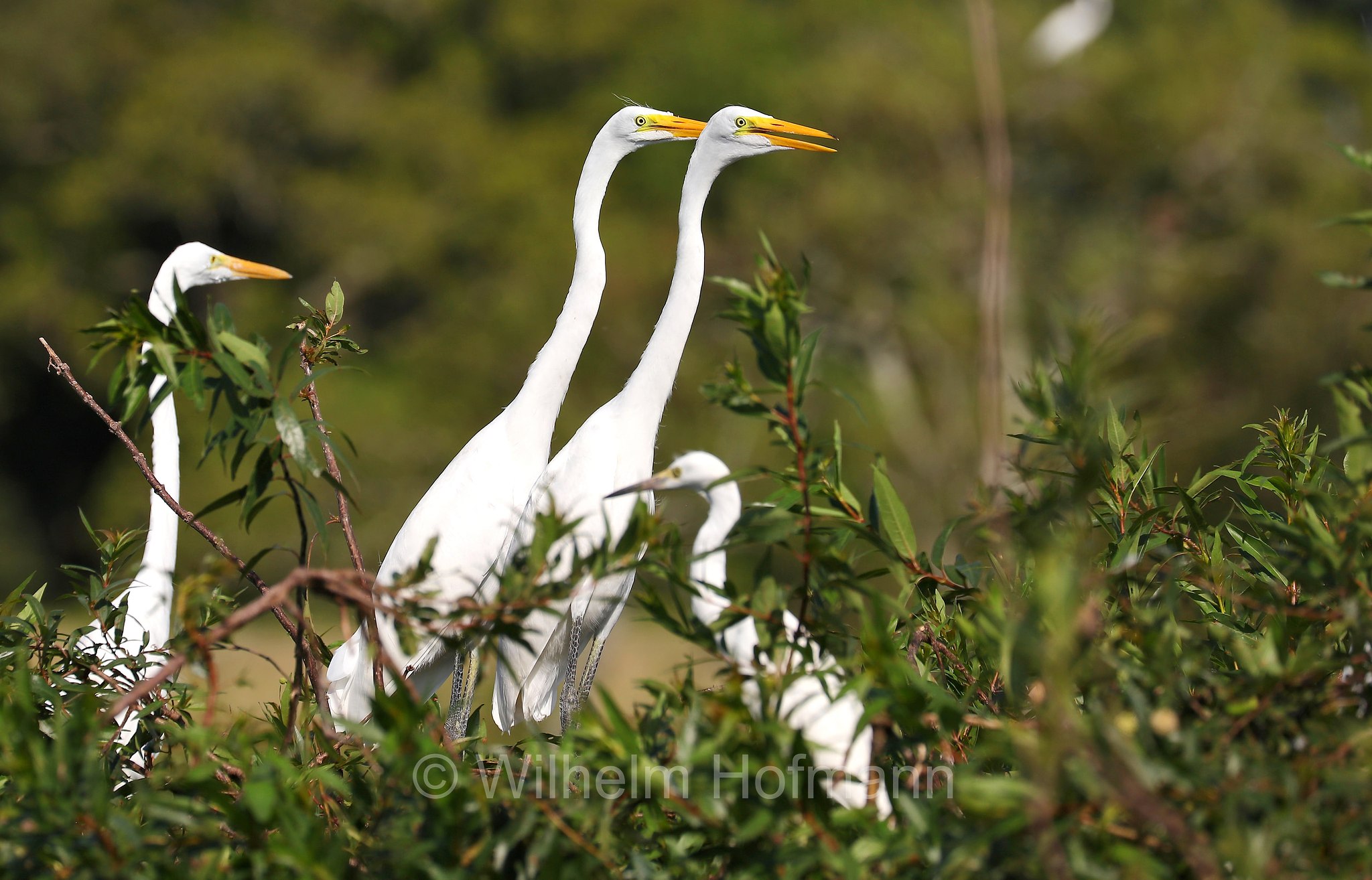 great egret, common egret, large egret, great white egret, great white heron, Silberreiher, airone bianco maggiore, Ardea alba, Iberá Wetlands, Esteros del Iberá, Corrientes, Argentina, Argentinien