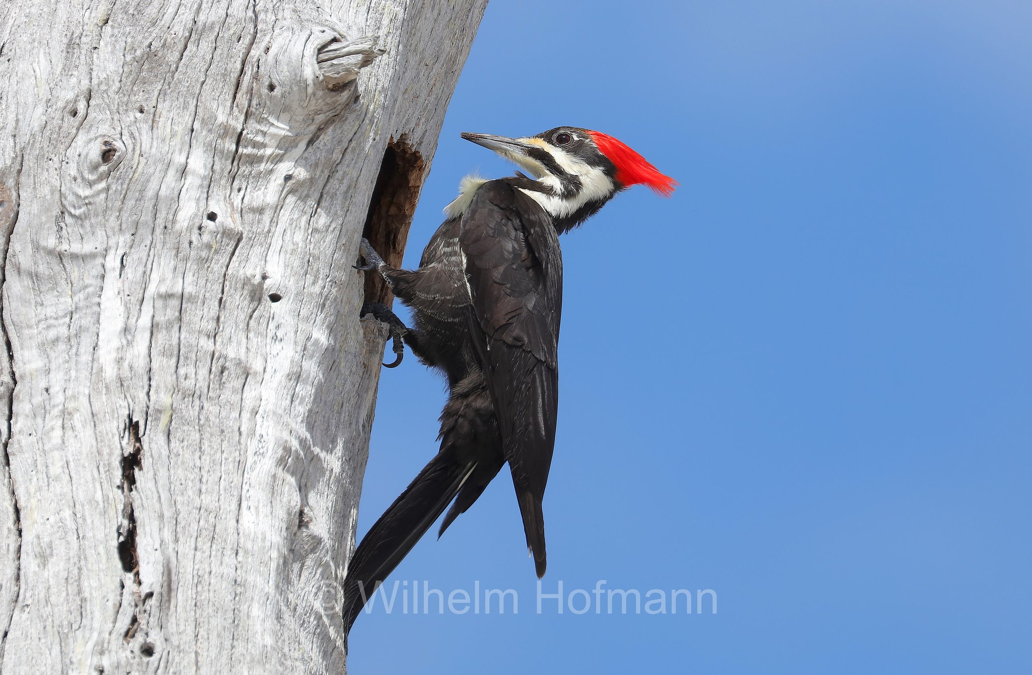 Dryocopus pileatus pileatus, Southern pileated woodpecker, Helmspecht, picchio pileato, Lovers Key State Park, Florida, USA