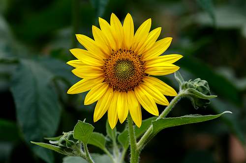 A detailed fine art close-up of a radiant common sunflower (Helianthus annuus) in perfect bloom. The golden-yellow petals radiate from a highly textured central seed disk, set against a dark, softly blurred background of natural foliage with two emergent buds.