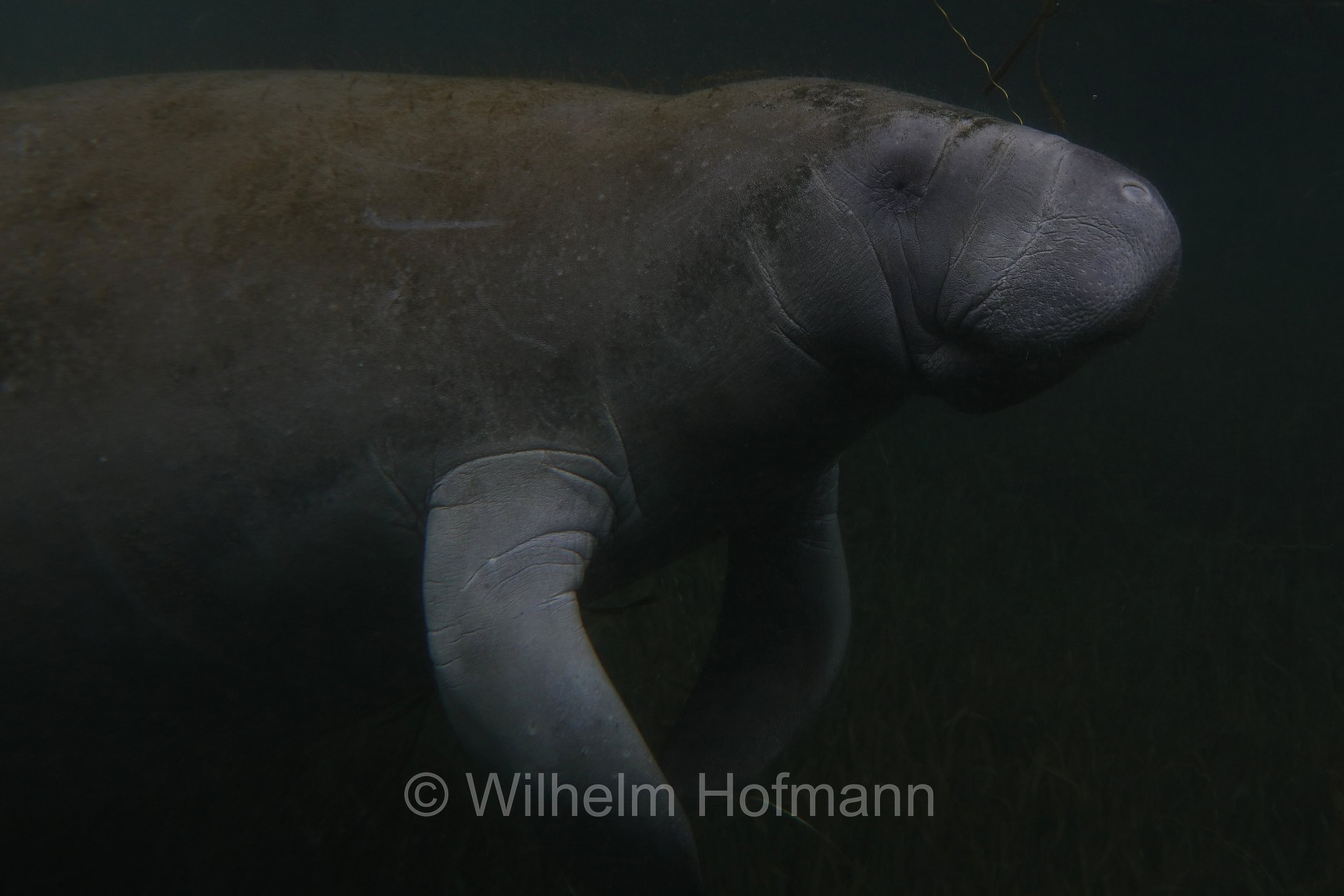 Trichechus manatus latirostris, Florida manatee, Florida-Seekuh, Florida-Manati, lamantino della Florida, manato della Florida, Crystal River, Kings Bay Park, Florida, USA