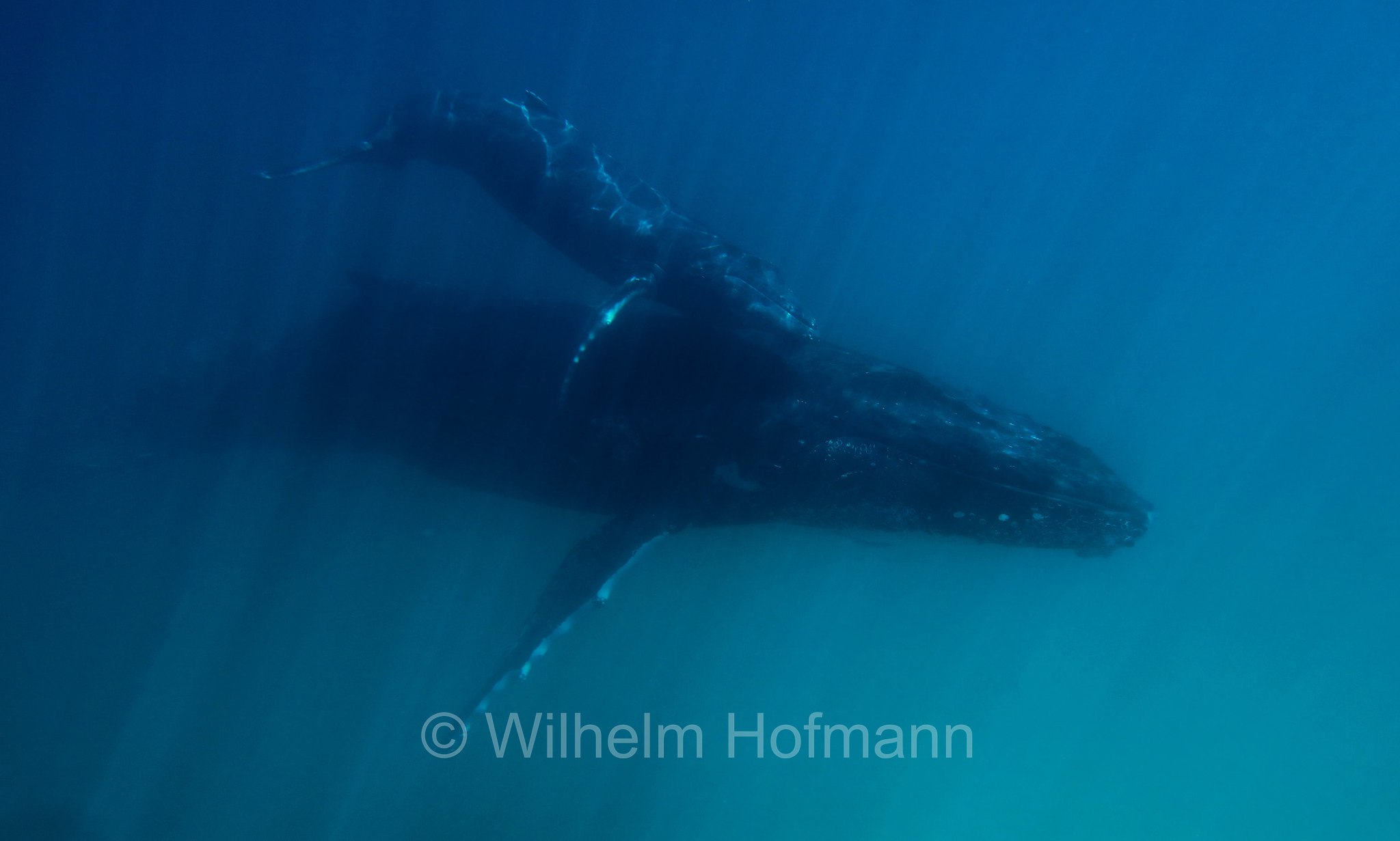 Humpback Whale, Buckelwal, megattera, Megaptera novaeangliae, Ningaloo Coast, Ningaloo Marine Park, Ningaloo Commonwealth Marine Reserve, Costa di Ningaloo, Western Australia, Westaustralien, Australia Occidentale, Australia, Australien