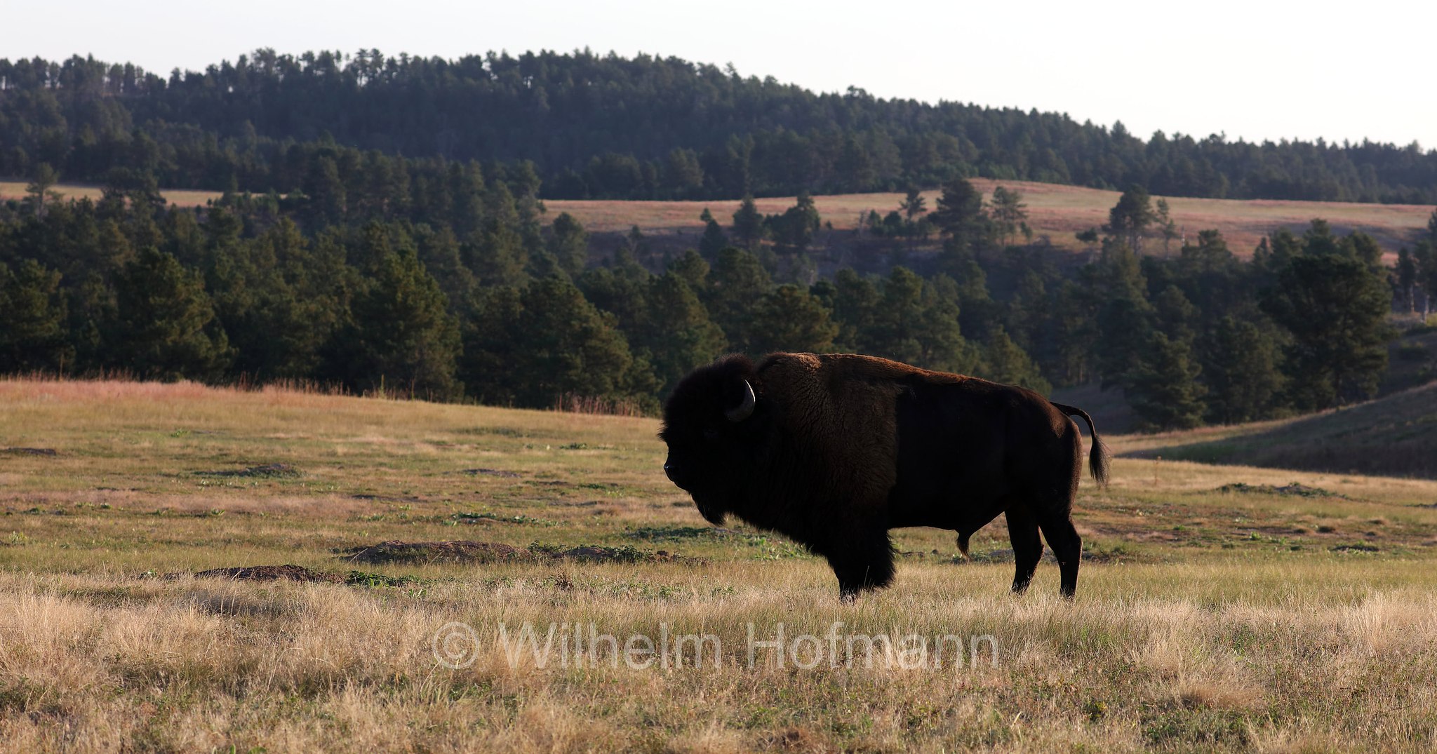 Plains bison, Präriebison, bisonte delle pianure, Bison bison bison, Wind Cave National Park, Wind-Cave-Nationalpark, Parco nazionale di Wind Cave, South Dakota, Dakota del Sud, USA