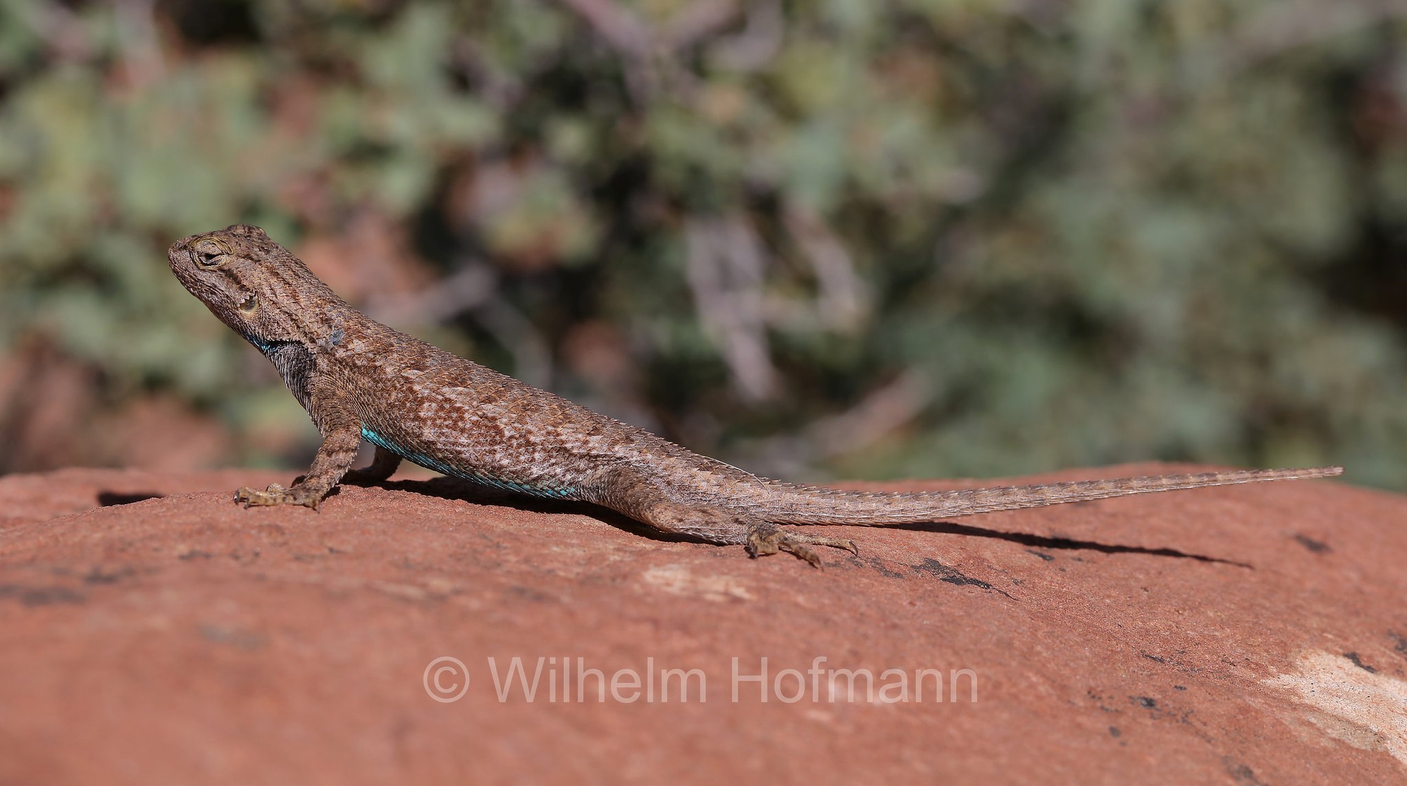 Sceloporus graciosus, sagebrush lizard, sagebrush swift, Beifuß-Stachelleguan, Pine Creek Canyon Overlook, Zion National Park, Zion-Nationalpark, Parco nazionale di Zion, Utah, USA