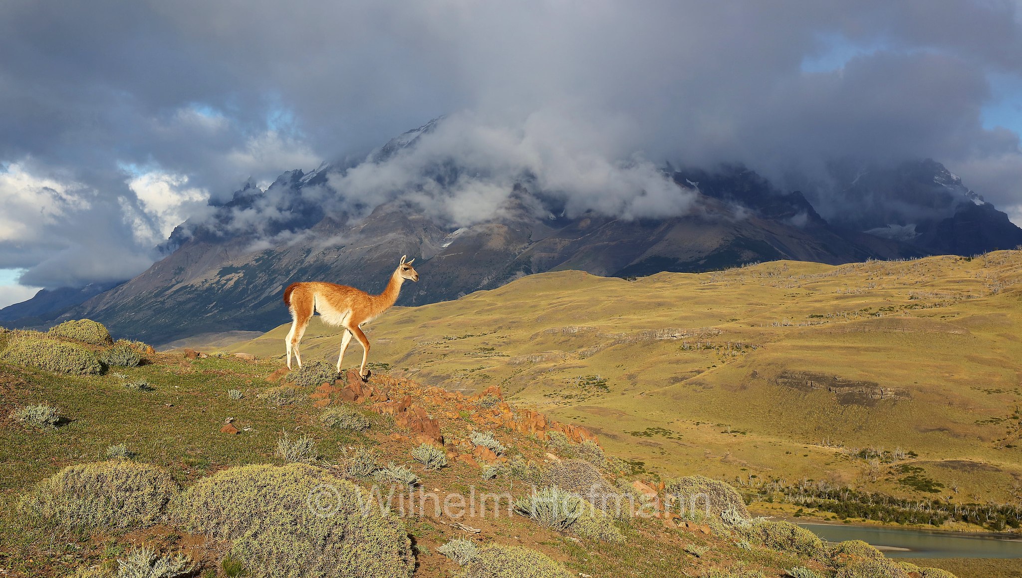 guanaco, Guanako, Huanako, Lama guanicoe, Torres del Paine National Park, Patagonia, Patagonien, Chile, Cile
