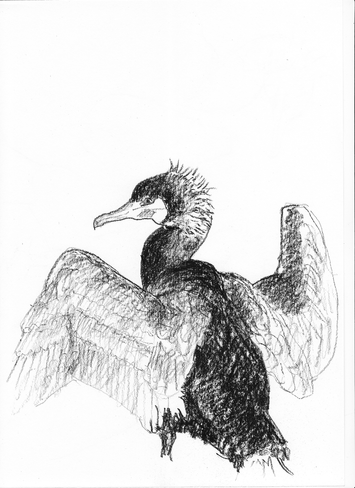 Skarv