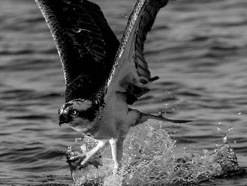 Osprey / Fiske&oslash;rn Filmmaking