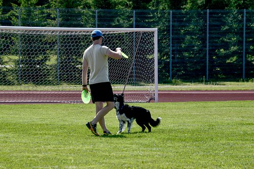 koerte frisbi võistluse.