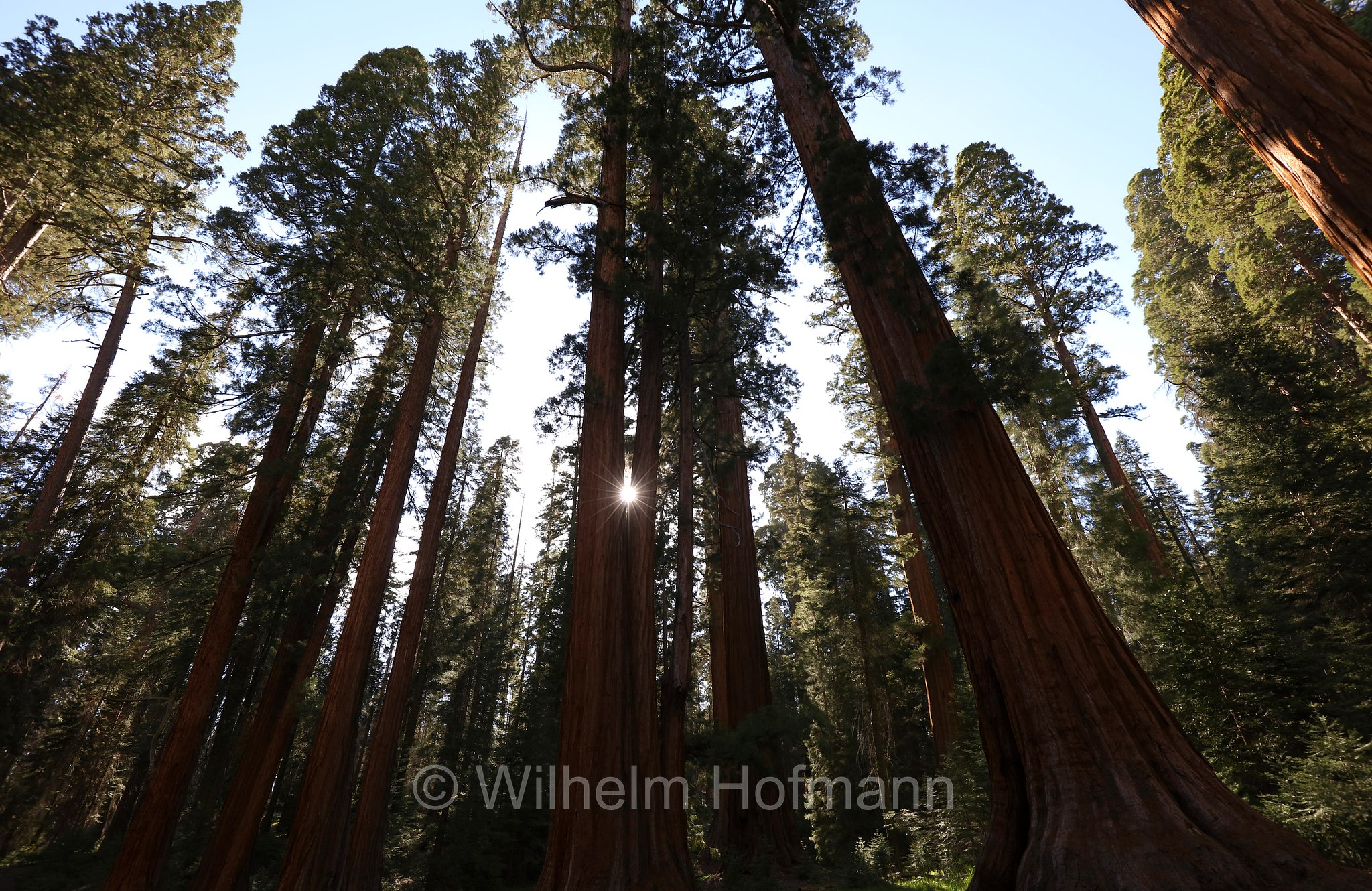 Big Trees Trail, Sequoia National Park, Sequoia-Nationalpark, Parco nazionale di Sequoia, California, Kalifornien, USA