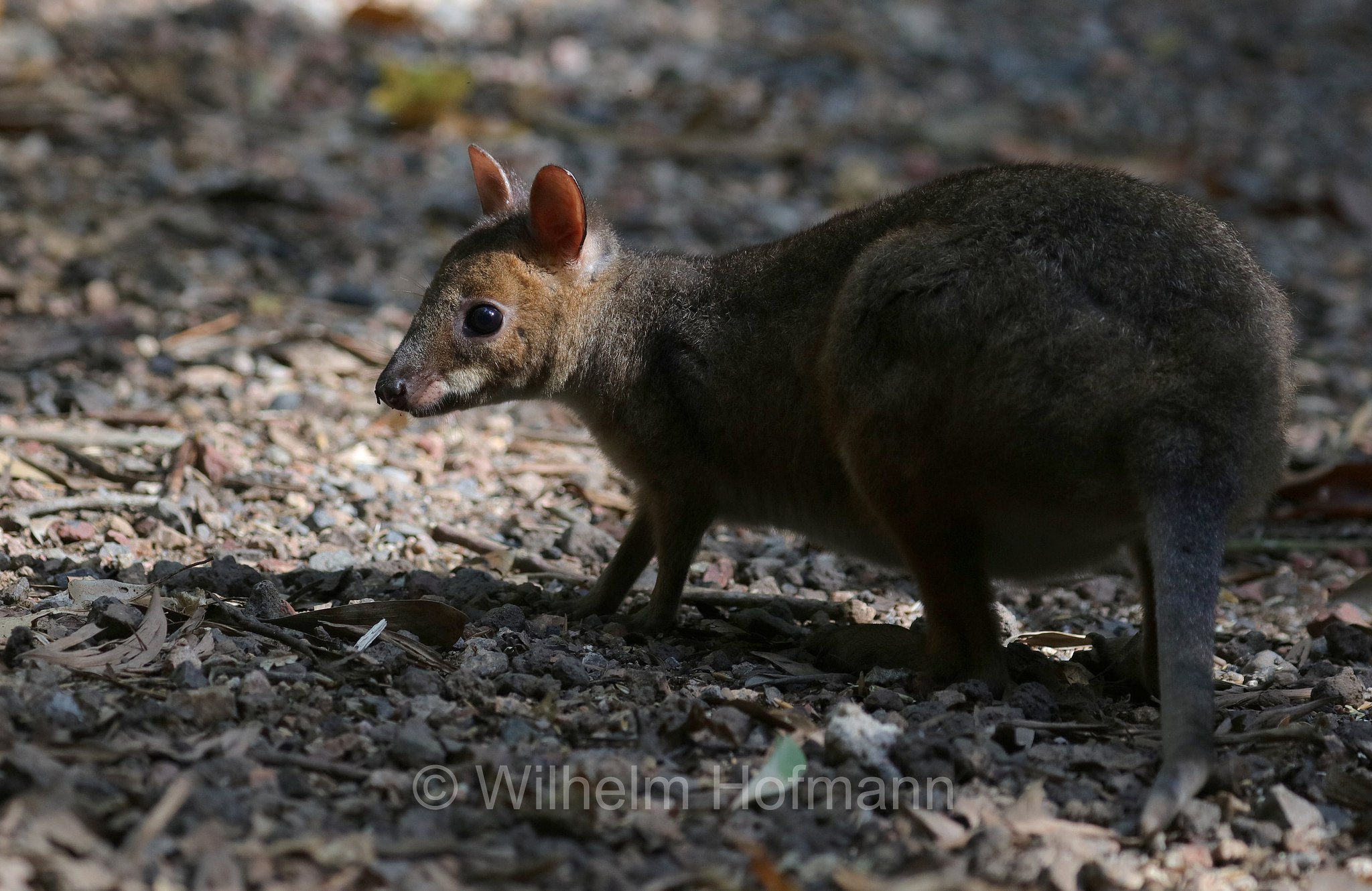 Thylogale stigmatica, red-legged pademelon, Rotbeinfilander, pademelon dalle zampe rosse, Crater Lakes National Park, Crater-Lakes-Nationalpark, Queensland, Australia, Australien