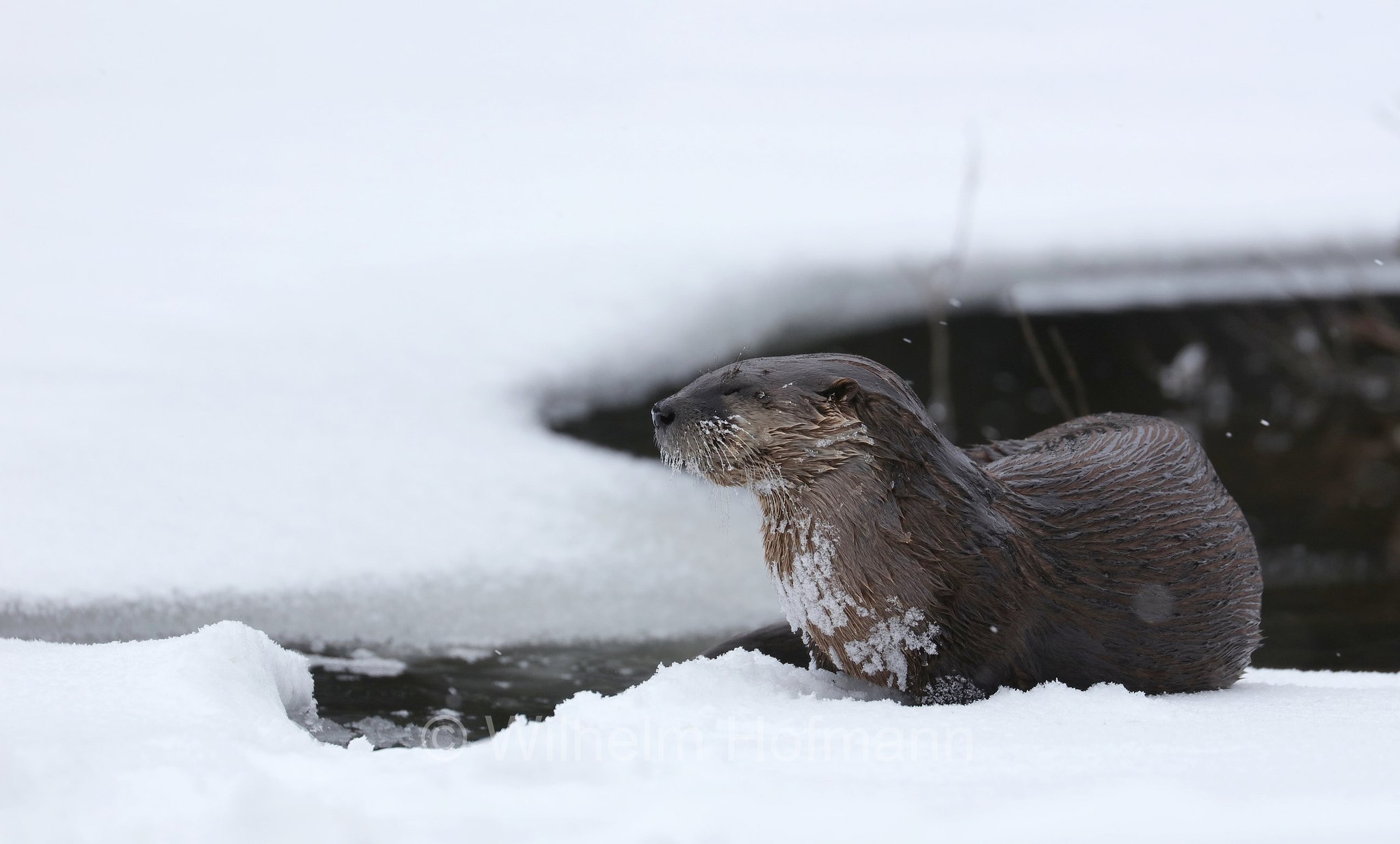 Lontra canadensis, North American river otter, northern river otter, river otter, Nordamerikanische Fischotter, lontra canadese, Tanamakoon Lake, Algonquin Provincial Park, Parco provinciale di Algonquin, Ontario, Canada, Kanada