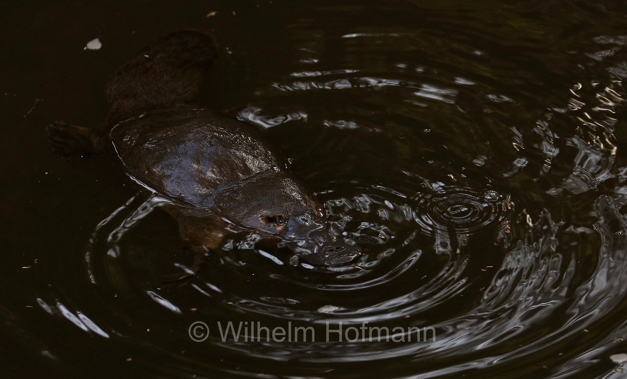 platypus, duck-billed platypus, Schnabeltier, ornitorinco, platipo, Ornithorhynchus anatinus, Geeveston Platypus Walk, Tasmania, Tasmanien, Australia, Australien
