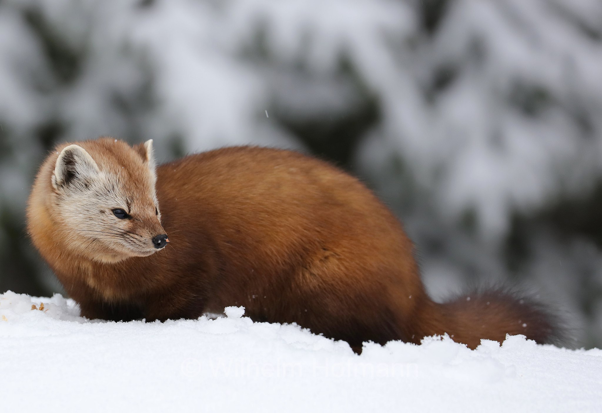 Martes americana, American marten, American pine marten, pine marten, Fichtenmarder, martora americana, Costello Creek, Algonquin Provincial Park, Parco provinciale di Algonquin, Ontario, Canada, Kanada