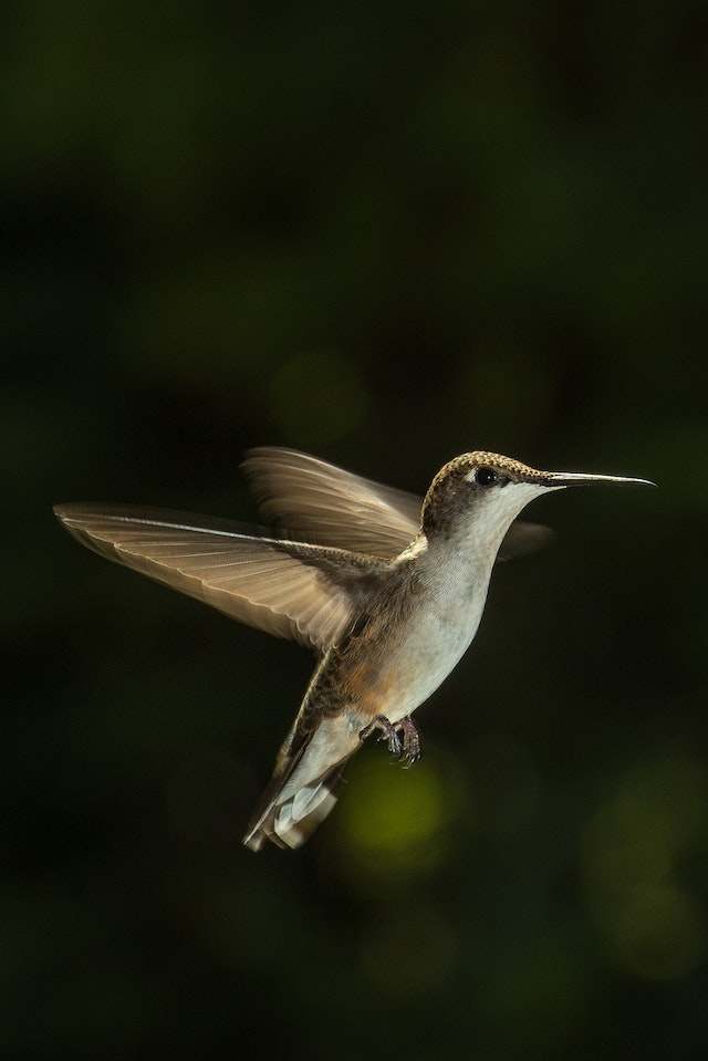 Discover the Ultimate Secrets for Stunning Wildlife Photography!