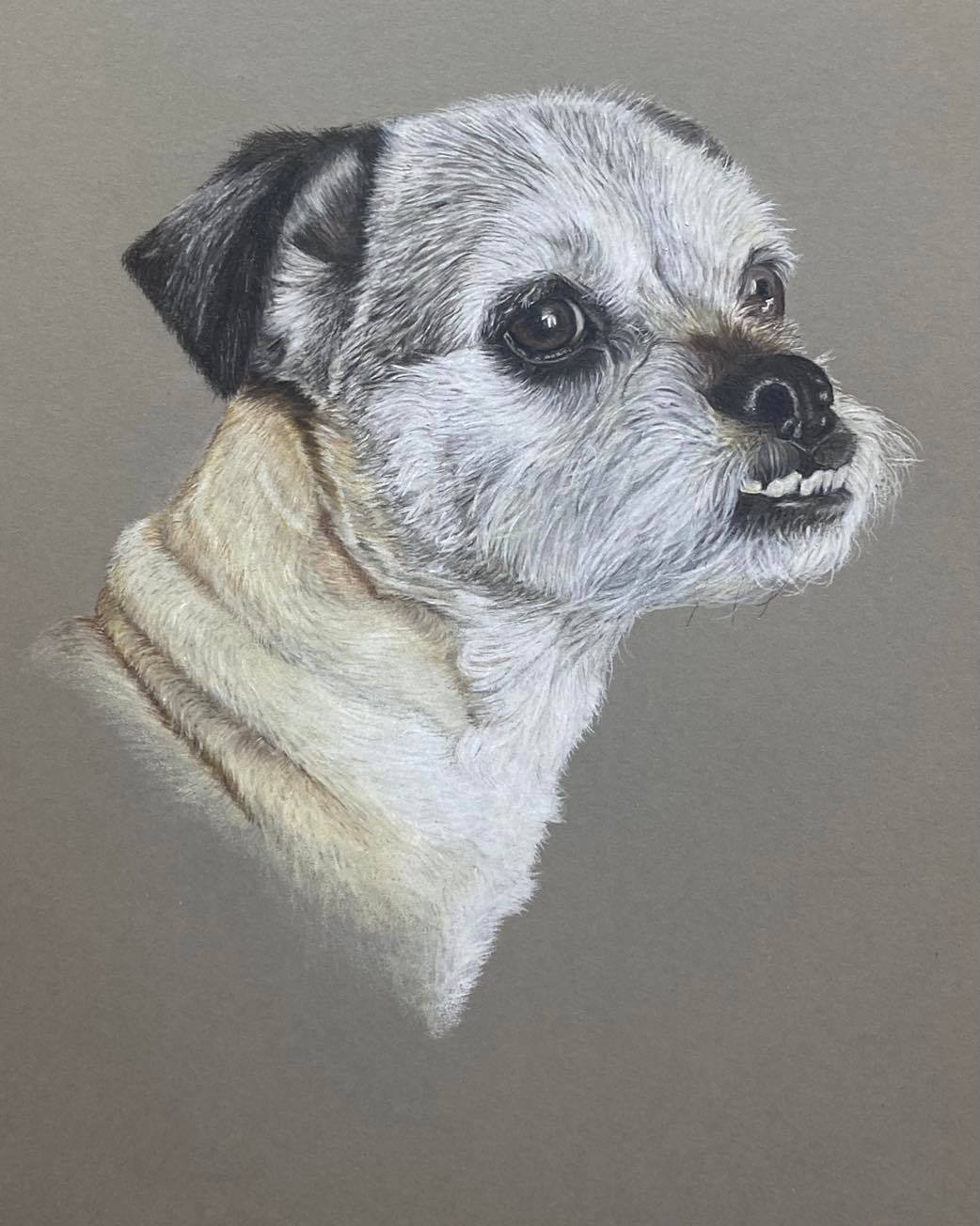 Puggle pet portrait, puggle drawing, Puggle portrait