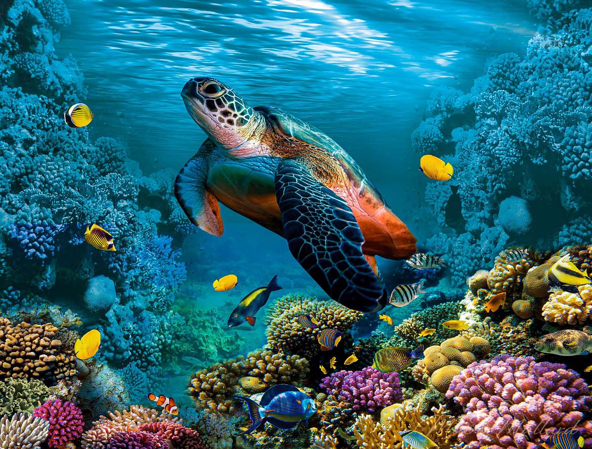 Sea turtle fine art metal print swimming in clear tropical waters - premium aluminum wall art by Mac & Mallard