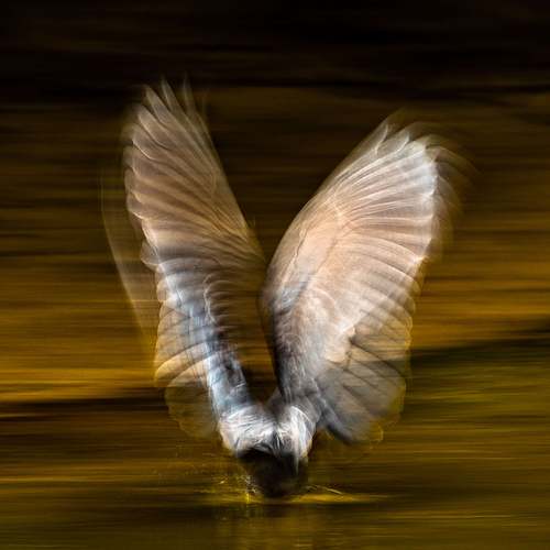 Icarus wings