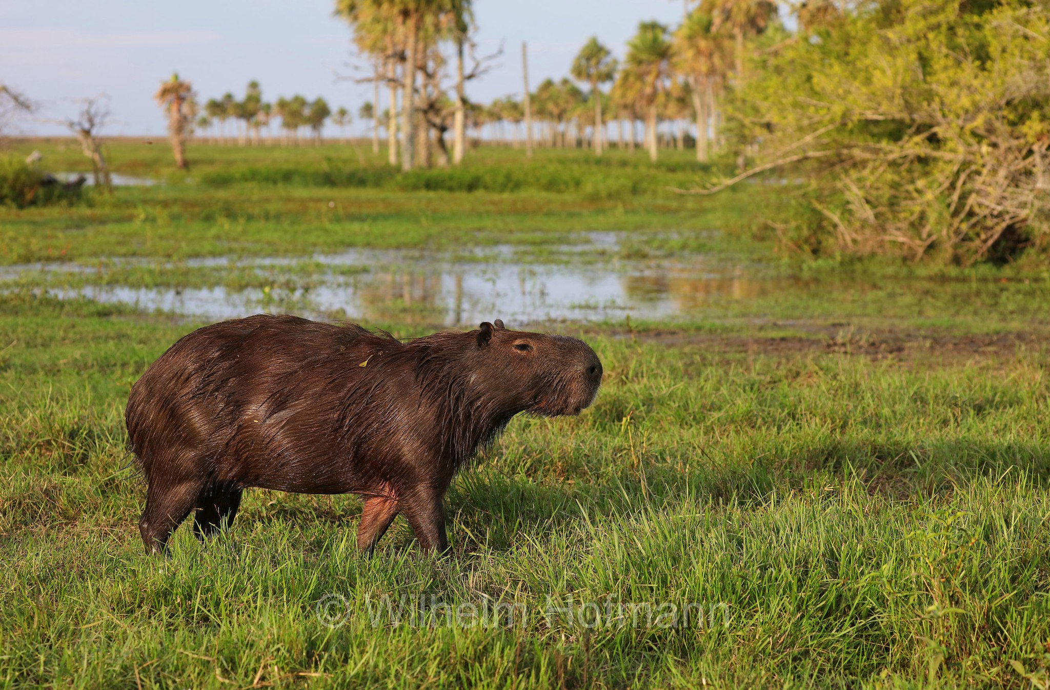 capybara, greater capybara, Wasserschwein, capibara, idrochéro, capivara, chigüire, nutriae, quiuit, chigüiro, fercho, carpincho, ronsoco, Hydrochoerus hydrochaeris, Iberá Wetlands, Esteros del Iberá, Corrientes, Argentina, Argentinien