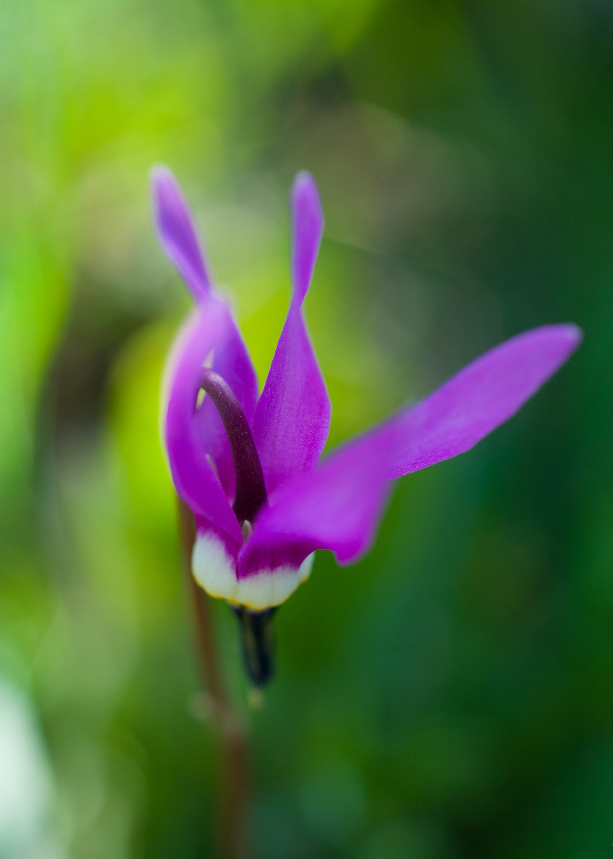 Shooting-Star
