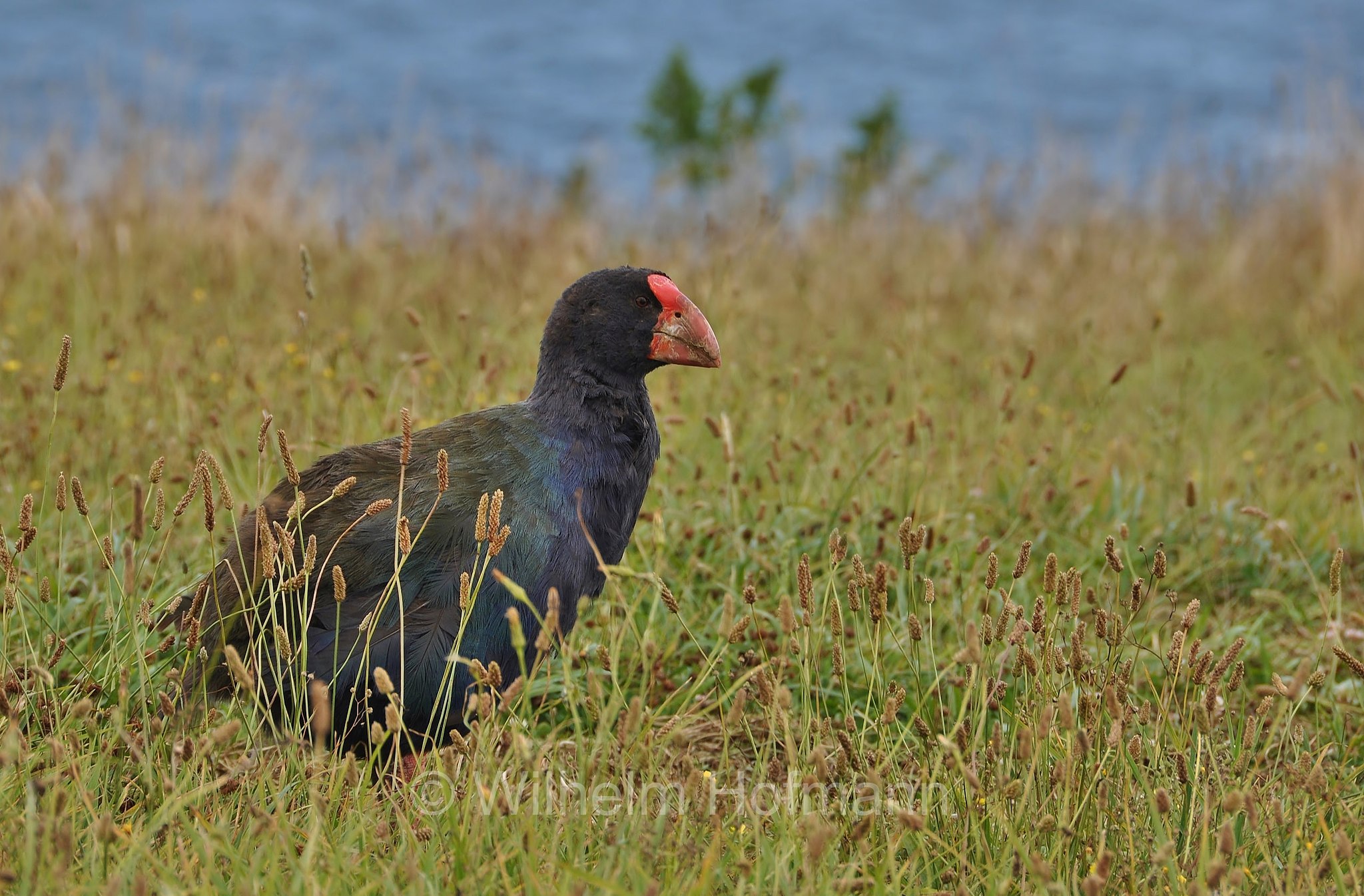 South Island takahē, takahē, takahe, Südinseltakahe, takahē dell'Isola del Sud, Tiritiri Matangi Island, Tiri Tiri Matangi, New Zealand, Neuseeland, Nuova Zelanda