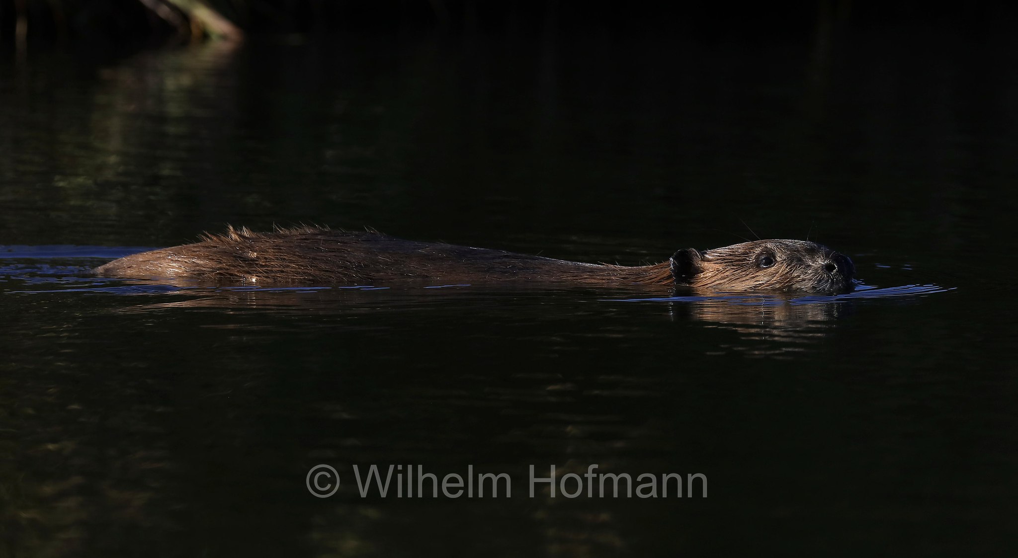 Castor canadensis, North American Beaver, American beaver, Canadian beaver, Kanadische Biber, Amerikanische Biber, castoro americano, Illinois River, Moose-Goose Nature Trail, Arapaho National Wildlife Refuge, Colorado, USA