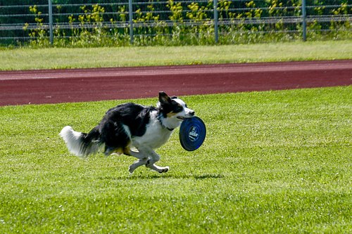koerte frisbi voistlus 2026