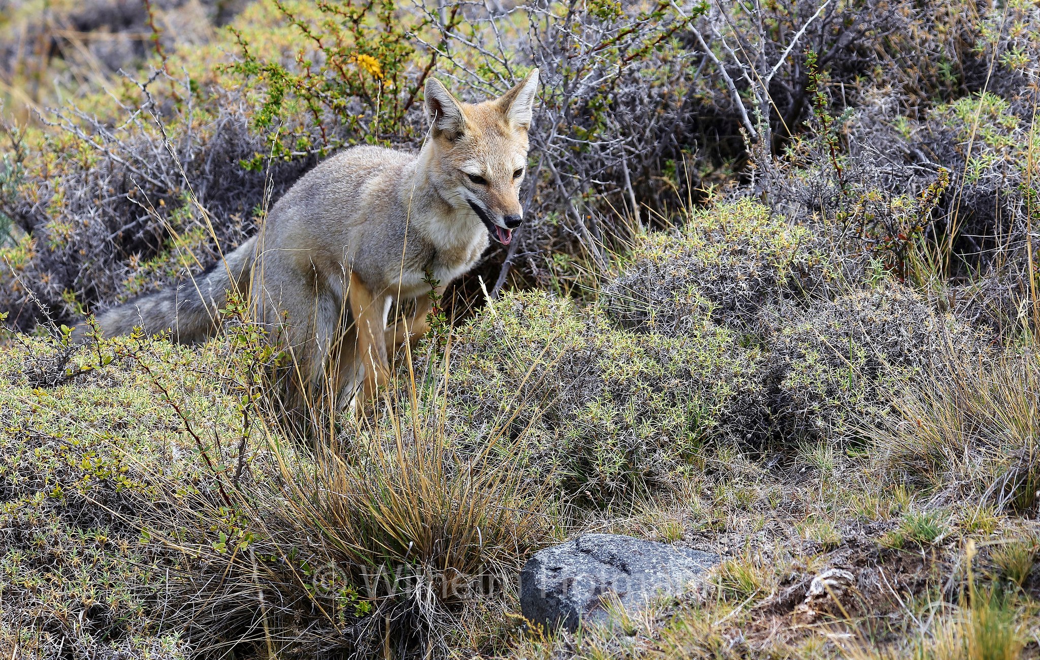 South American gray fox, Patagonian fox, chilla, zorro gris, Argentinischer Kampfuchs, Patagonischer Fuchs, Grauer Andenfuchs, Chilla, chilla, volpe grigia sudamericana, volpe grigia argentina, Lycalopex griseus, Torres del Paine National Park, Patagonia, Patagonien, Chile, Cile
