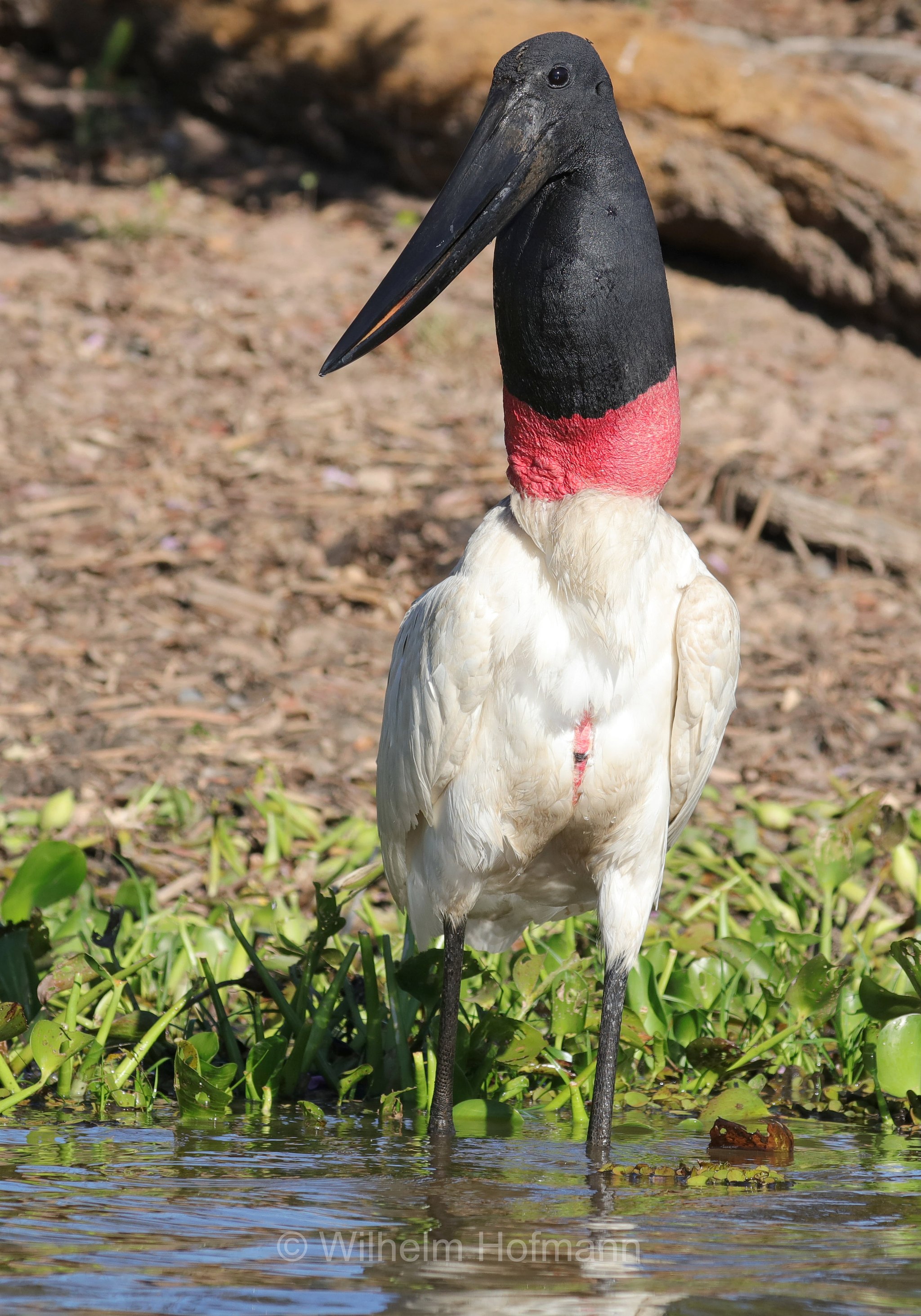 jabiru, jaburu, tuiuiú, tuim-de-papo vermelho, cauauá, Jabiru mycteria, Pantanal, Mato Grosso, Brazil, Brasil, Brasile, Brasilien, Rio Sararé