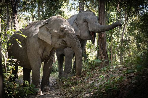 Elephants at Home