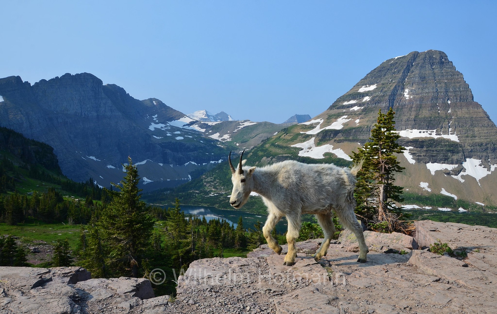Oreamnos americanus, mountain goat, Rocky Mountain goat, Schneeziege, Bergziege, capra delle nevi, aplocero, Hidden Lake, Bearhat Mountain, Glacier National Park, Glacier-Nationalpark, parco nazionale dei ghiacciai, Montana, USA